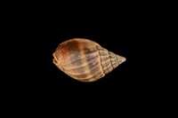 藏品(織紋螺)的圖片